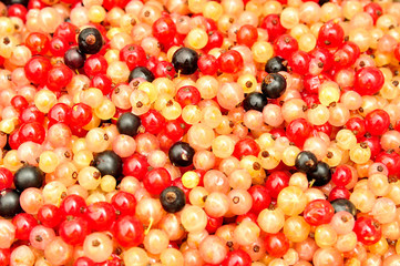 Multicolored  currants for background, top view.