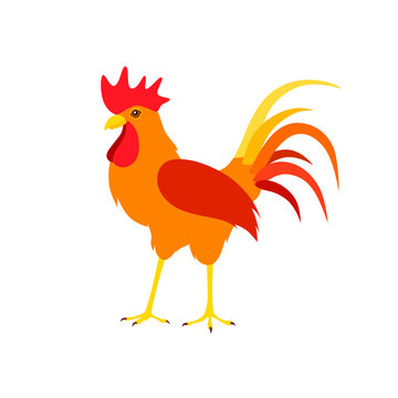 Beautiful bright cock on a white background.