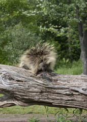Porcupine Walking on a Log with Wooded Background