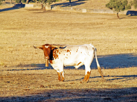 Cabestro en el Campo Charro (Salamanca, Espa&ntilde;a)
