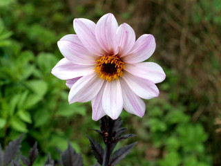 Obraz premium Gartenblume Dahlie