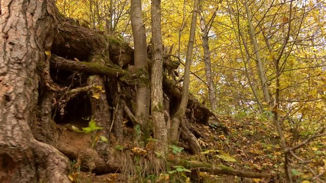 Steadicam shot of tree roots in sunny autumn forest. 4K video