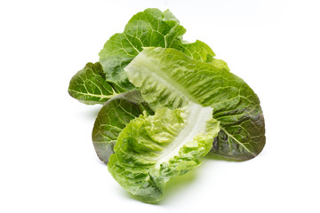 Oak Leaf lettuce isolated on white background.