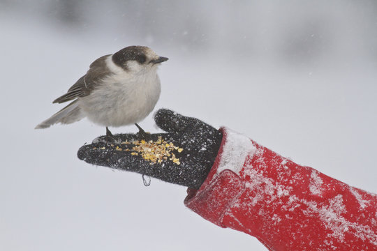 Gray Jay (Perisoreus canadensis) feeding from the palm of a persons hand near Mount Washington, BC, Canada.