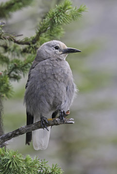A Clark's Nutcracker, Nucifraga columbiana, perched in a tree at Jasper provincial Park, Alberta