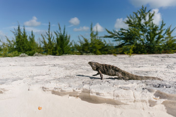 Marine iguana on the beach of Cayo Largo in Cuba