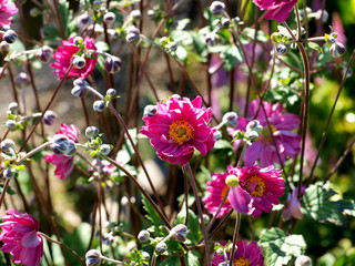 Obraz premium Gartenblume Zinnie