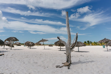 Fototapeta na wymiar Dry tree standing on the of the Caribbean Sea on the white sand beach of Cayo Largo, Cuba