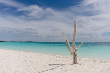 Dry tree on the shore of the Caribbean Sea on the white sand beach of Cayo Largo, Cuba