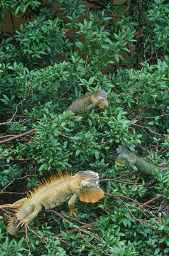 Costa Rica, Green iguana (Iguana iguana) in trees at Muelle