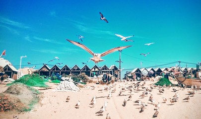Obraz premium Seagulls at beach with fisherboats