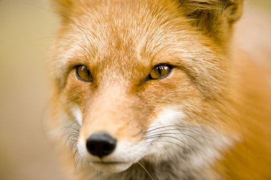 A Red Fox, Vulpes vulpes, portrait, British Columbia, Canada