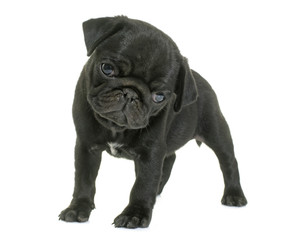 puppy black pug