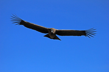 Young male andean condor flying very close. Colca canyon - one of the deepest canyons in the world,...