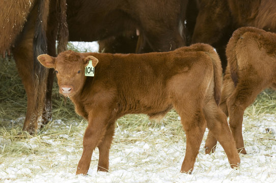Red Angus (Bos taurus) Calf male. Only a few days old the eartag identifies him to his mother. He waits while his mother feed on hay put out by the rancher, Ranch, southwest Alberta, Canada.