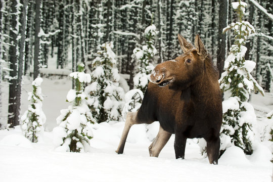 Cow moose in deep snow, Alberta, Canada