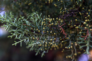 Naklejka na ściany i meble Green arborvitae branch with yellow pollen sacks