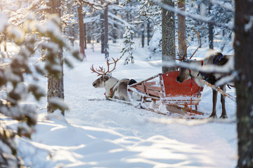 Obraz premium Reindeer safari