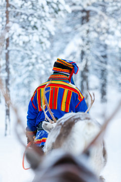 Fototapeta Reindeer safari