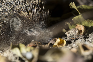 Sleepy hedgehog close up in autumn leaves