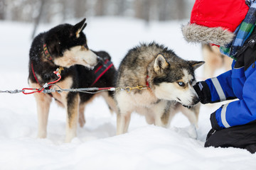 Boy with husky dog