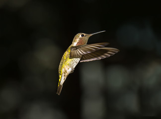 Hummingbird
