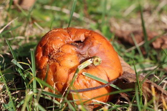 Pomme pourrie &agrave; terre