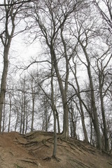 деревья на склоне