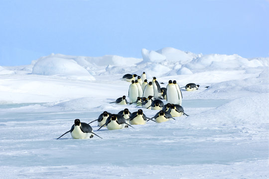 Adult emperor penguins (Aptenodytes forsteri) tobogganing on the sea ice while returning to their nesting colony after a foraging trip at sea, Snow Hill Island, Antarctic Peninsula