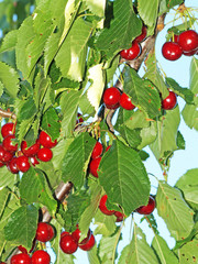 Cerezo con cerezas rojas orgánicas