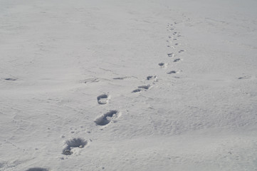 Human footprints in the snow stretching into the distance.