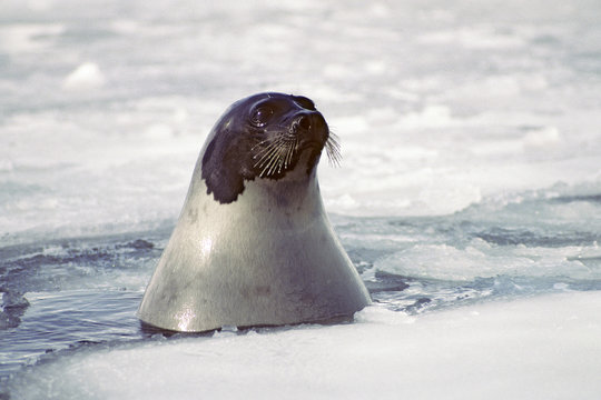 Adult harp seal (Phoca groenlandica), Magdalen Isalnds, Gulf of St. Lawrence, Canada