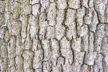 Tree bark texture