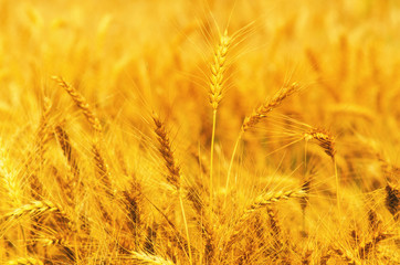 Field of ripe wheat in summer