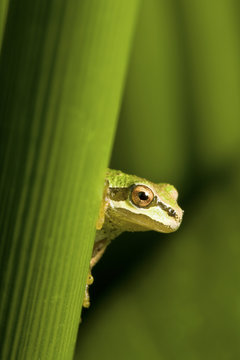 The Pacific Treefrog , Hyla Regilla is quite common in B.C. 