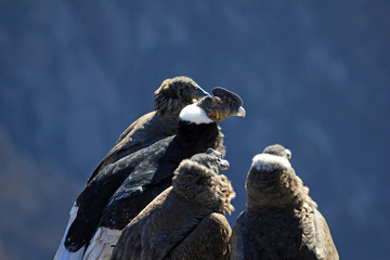 An andean condor family sitting there and waiting for the sun and thermic. From left to right:...