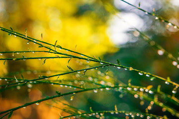 Verregneter Herbst