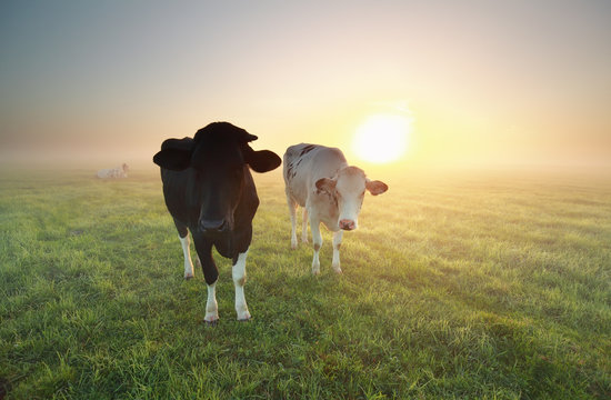 cows on pasture with sunrise sun