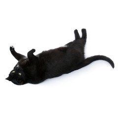 Lying black cat isolated over the white background