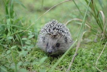 West european hedgehog on a green meadow
