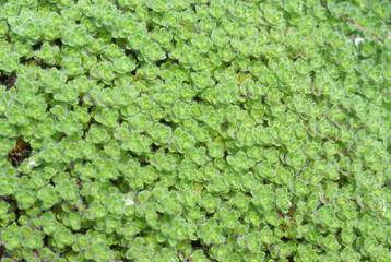 Detail, wooly thyme groundcover