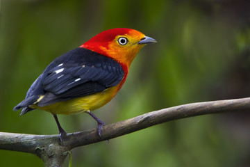Band-tailed Manakin perching on branch, Peru