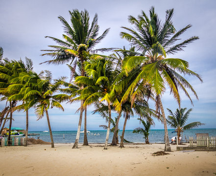 Palm trees in Caye Caulker - Belize