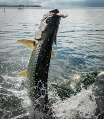 Fototapeta premium Tarpon fish jumping out of water - Caye Caulker, Belize