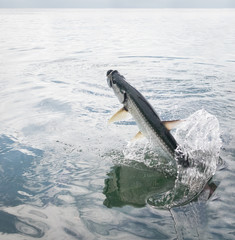 Fototapeta premium Tarpon fish jumping out of water - Caye Caulker, Belize