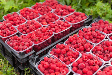 Ведёрки малины