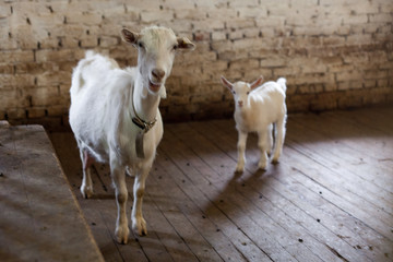 Коза с козлёнком