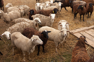 бараны и овцы в загоне