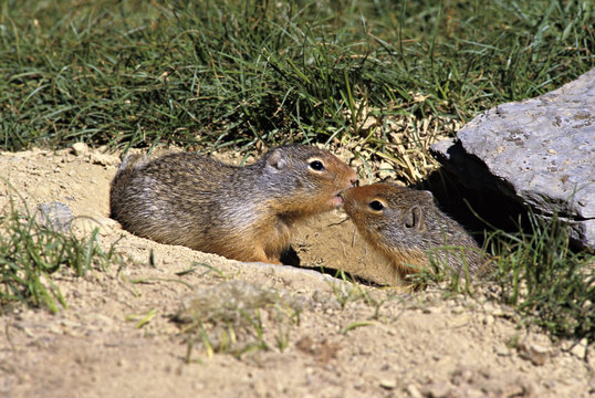 Columbian groundsquirels, Kootenay National Park, British Columbia, Canada.