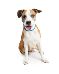 Happy Boxer Mixed Breed Dog Full Length